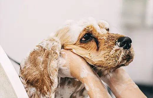 A Three-Step Routine for the Perfect Groom